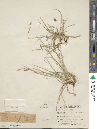 Carex vaginata image