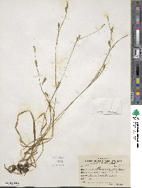 Carex vaginata var. vaginata image