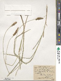 Carex sartwellii image