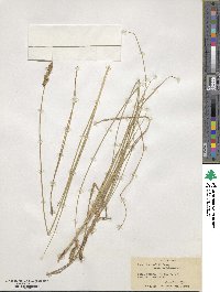 Carex sartwellii image