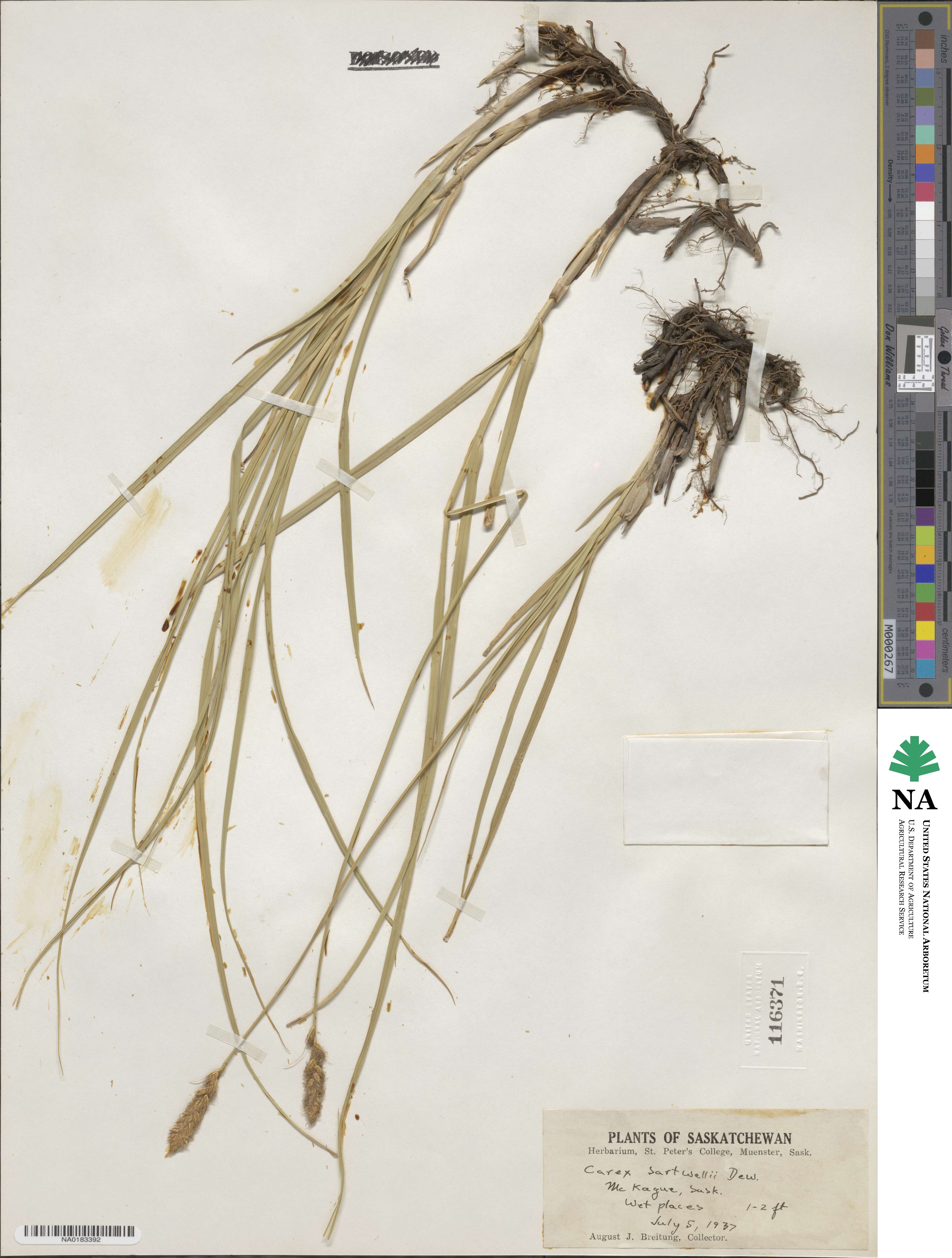 Carex sartwellii image