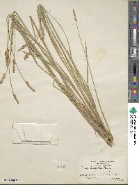 Carex sartwellii image