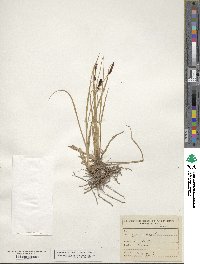 Carex saxatilis image