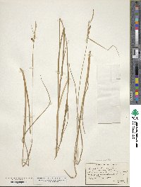 Carex saxatilis image