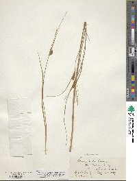 Carex saxatilis image