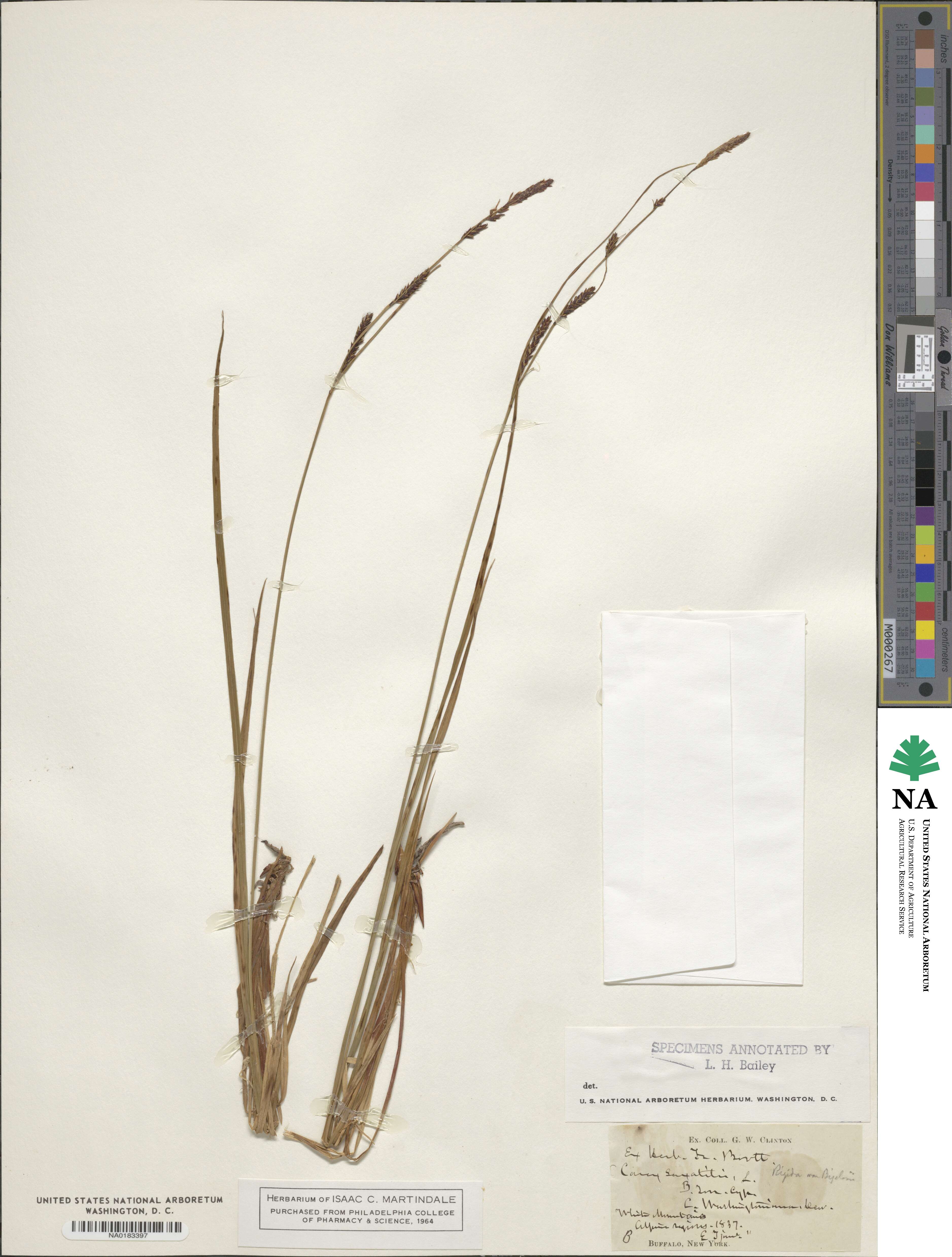 Carex saxatilis image