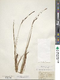 Carex saxatilis image