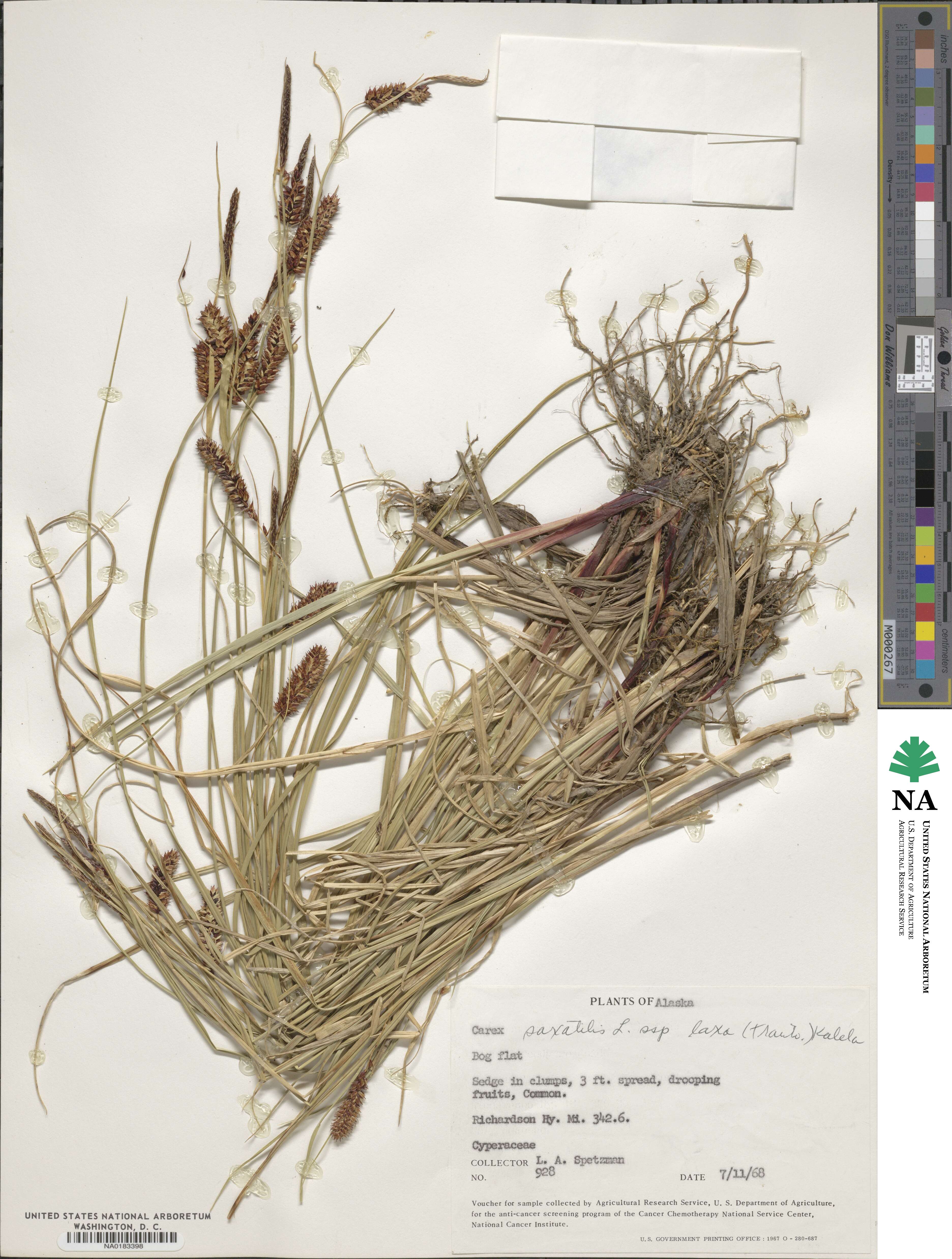 Carex saxatilis image