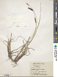 Carex saxatilis image