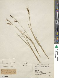 Carex saxatilis image