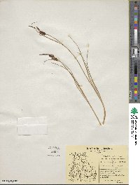 Carex saxatilis image