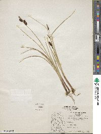 Carex saxatilis image