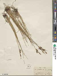 Carex miliaris image