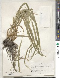 Carex scabrata image