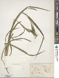 Carex scabrata image