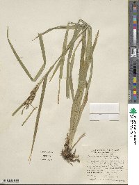 Carex scabrata image