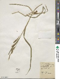 Carex scabrata image