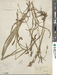 Carex scabrata image