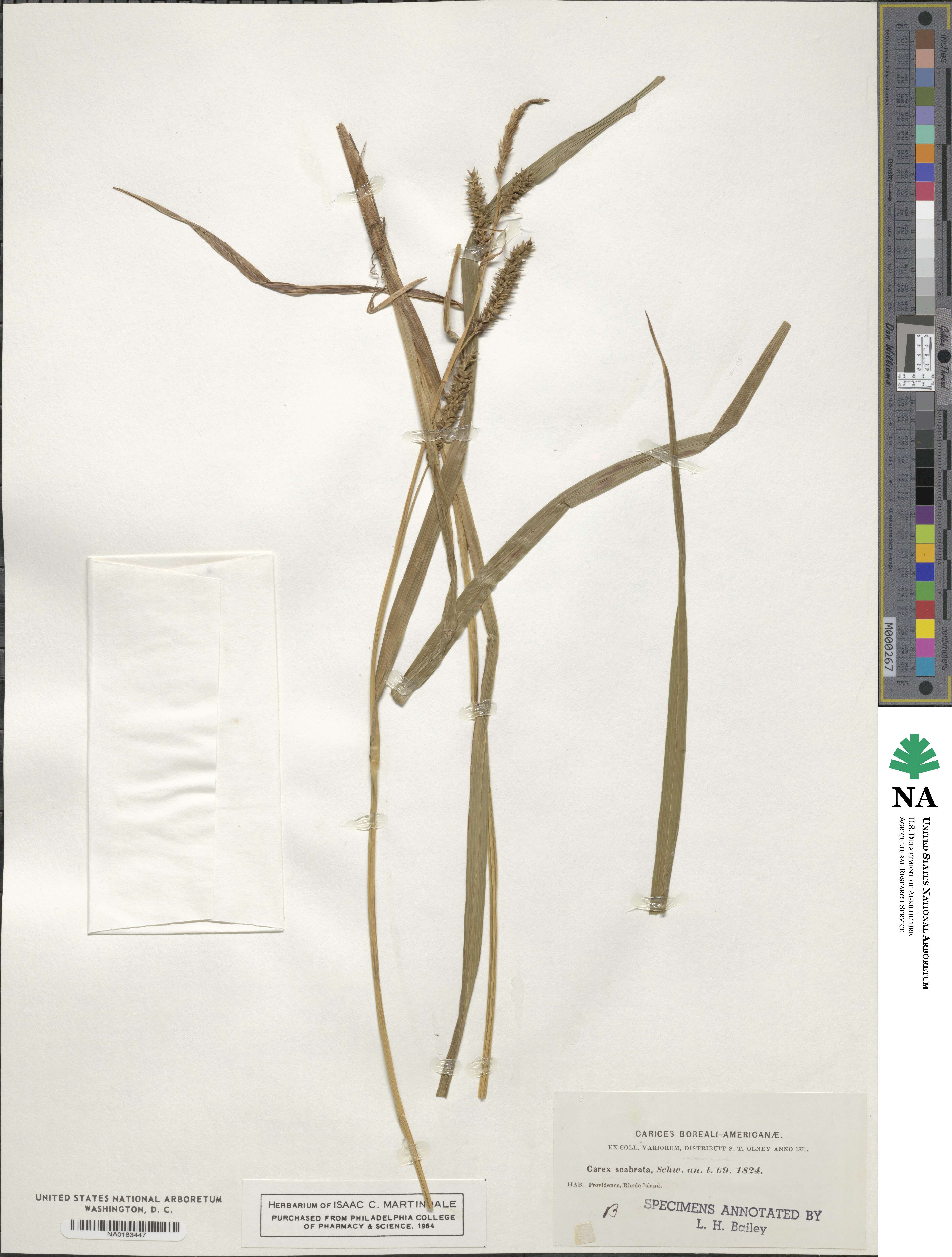 Carex scabrata image