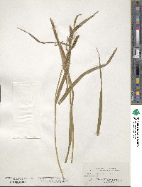 Carex scabrata image