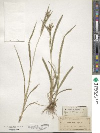 Carex scabrata image