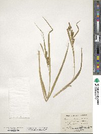 Carex scabrata image