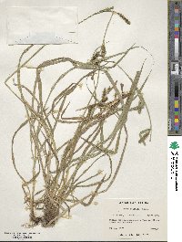 Carex scabrata image