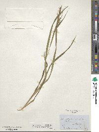 Carex scabrata image