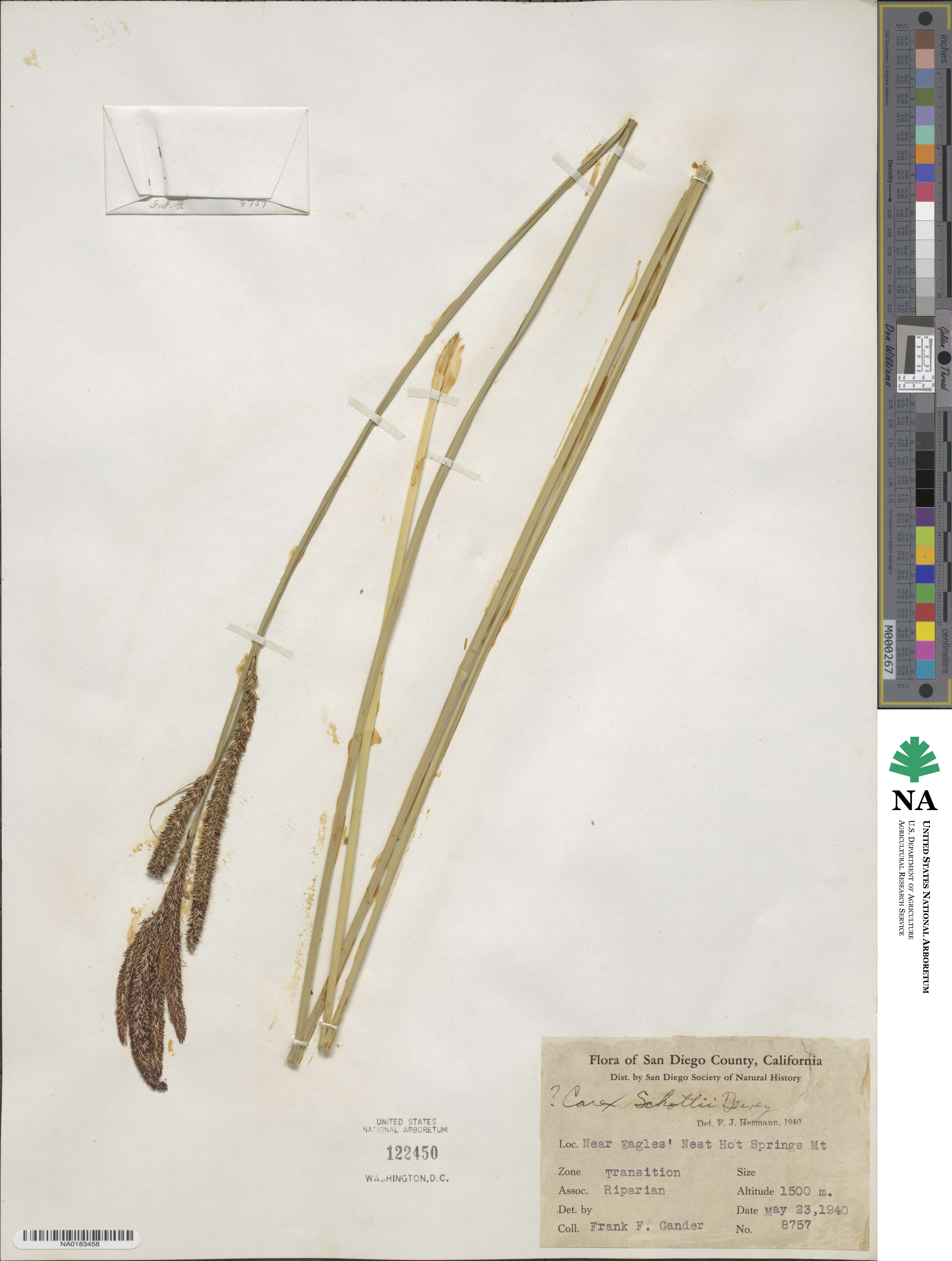 Carex schottii image