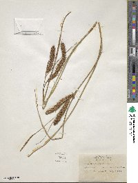 Carex schweinitzii image