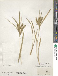 Carex schweinitzii image