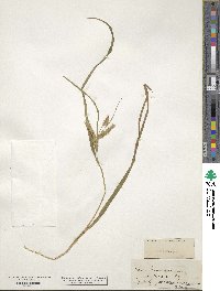 Carex schweinitzii image