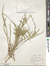 Carex schweinitzii image