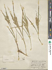 Carex schweinitzii image