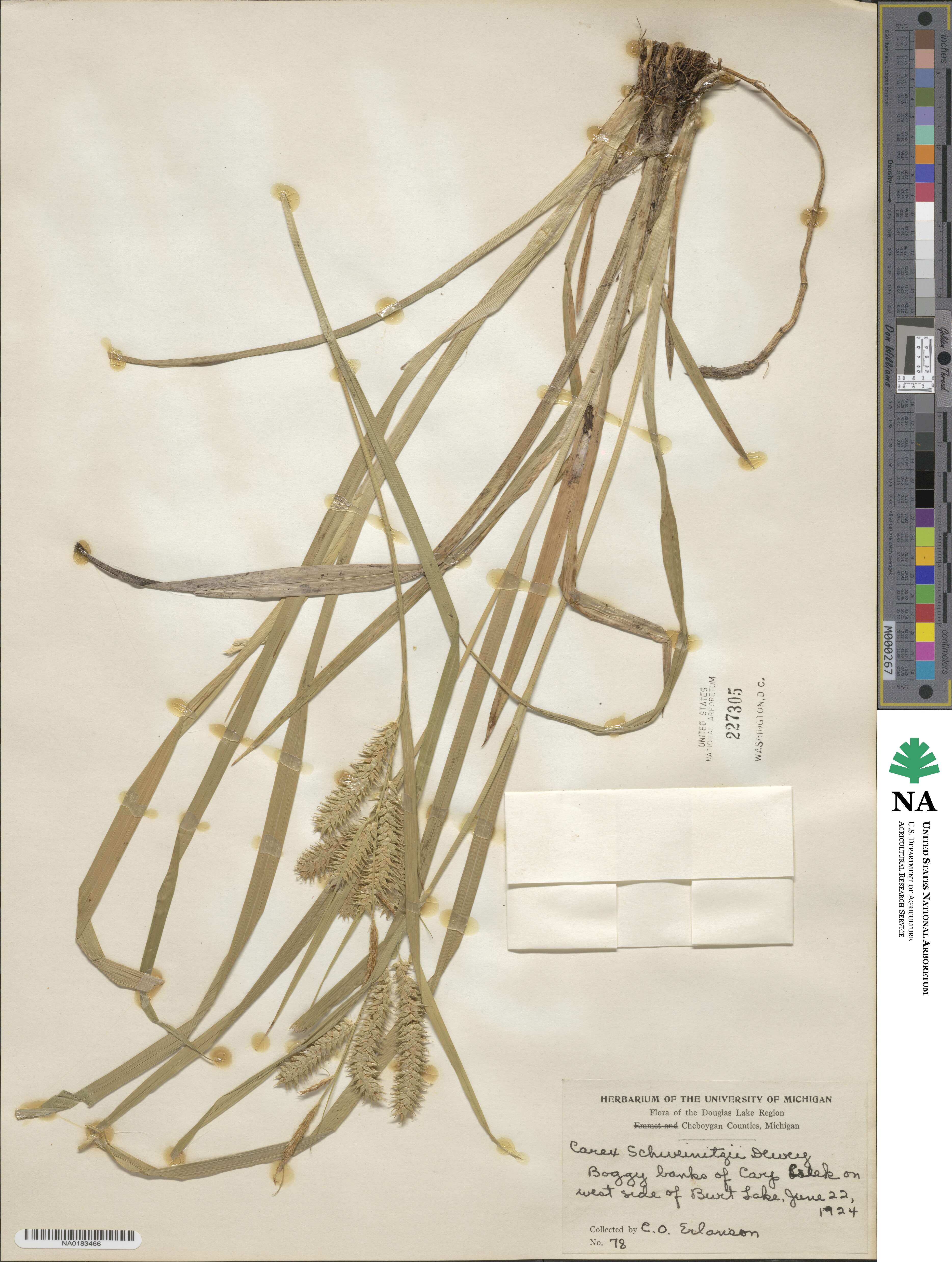 Carex schweinitzii image