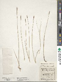 Carex scirpoidea image