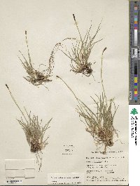 Carex scirpoidea image