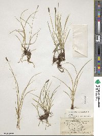 Carex scirpoidea image