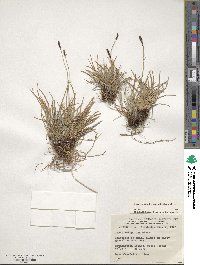 Carex scirpoidea image