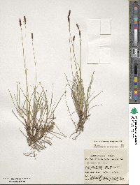 Carex scirpoidea image