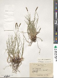 Carex scirpoidea image