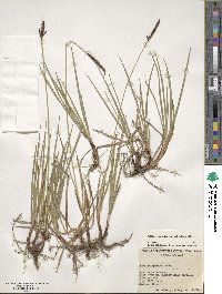 Carex scirpoidea image