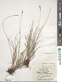 Carex scirpoidea image