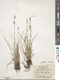 Carex scirpoidea image