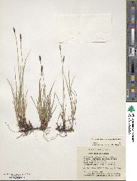 Carex scirpoidea image