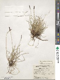 Carex scirpoidea image