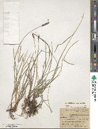 Carex scirpoidea image