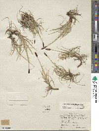 Carex scirpoidea image