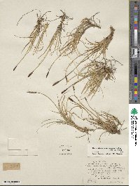 Carex scirpoidea image