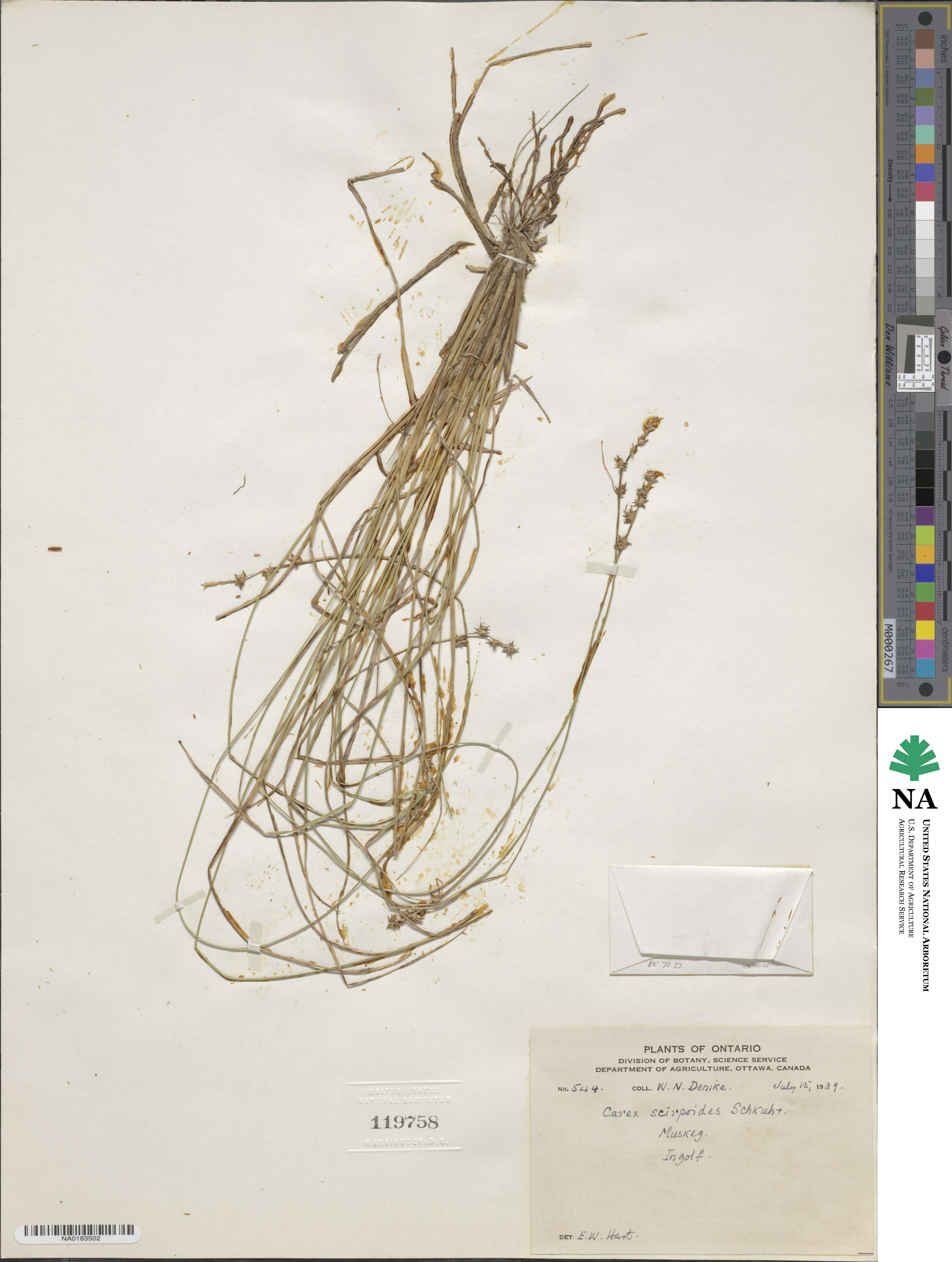 Carex scirpoides image